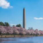 special tree in the washington monument