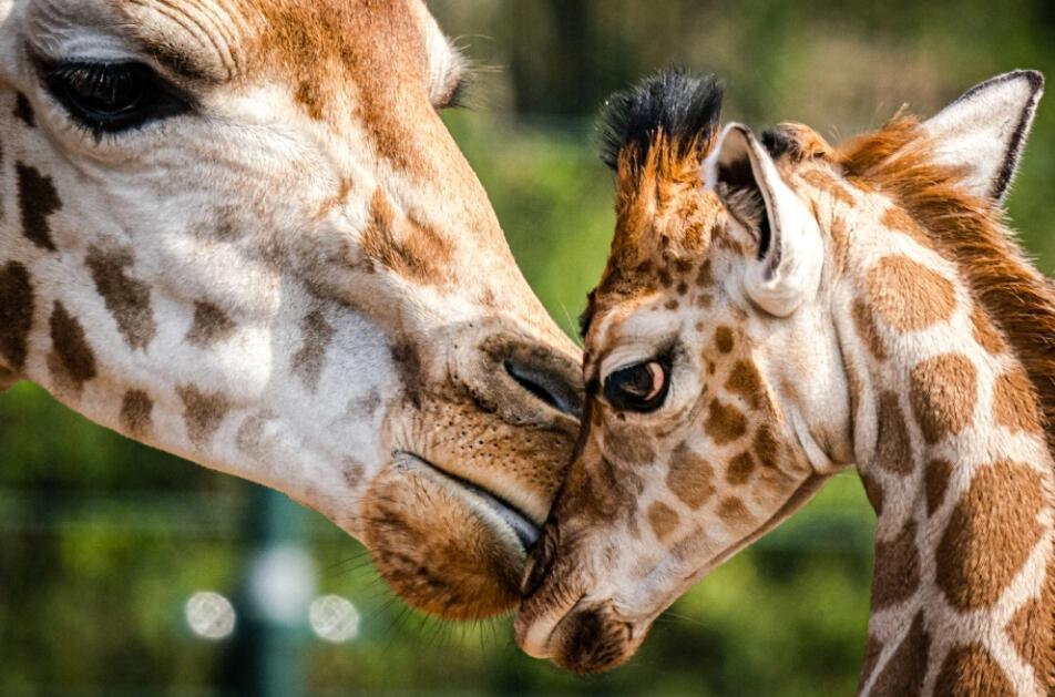 officials push to add some giraffes to endangered species list