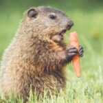 groundhogs eat